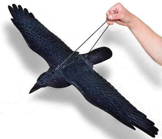 Galambriasztó varjú kitárt szárnyakkal - 81 cm szárnyfesztáv / 901160F