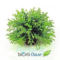 Biorb Növény labda - zöld / 46087