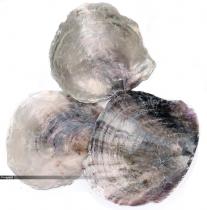 Kéthéjú tengeri kagyló - Természetes, 3db - Vegyesen 11-13cm / 603195T