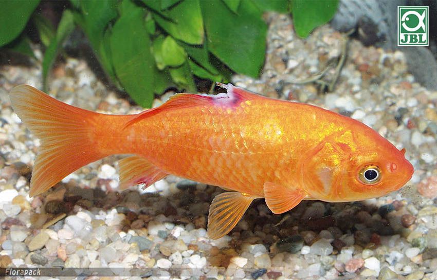 aranyhalak hasán vörös foltok vannak vörös foltok a bőrön stressz alatt
