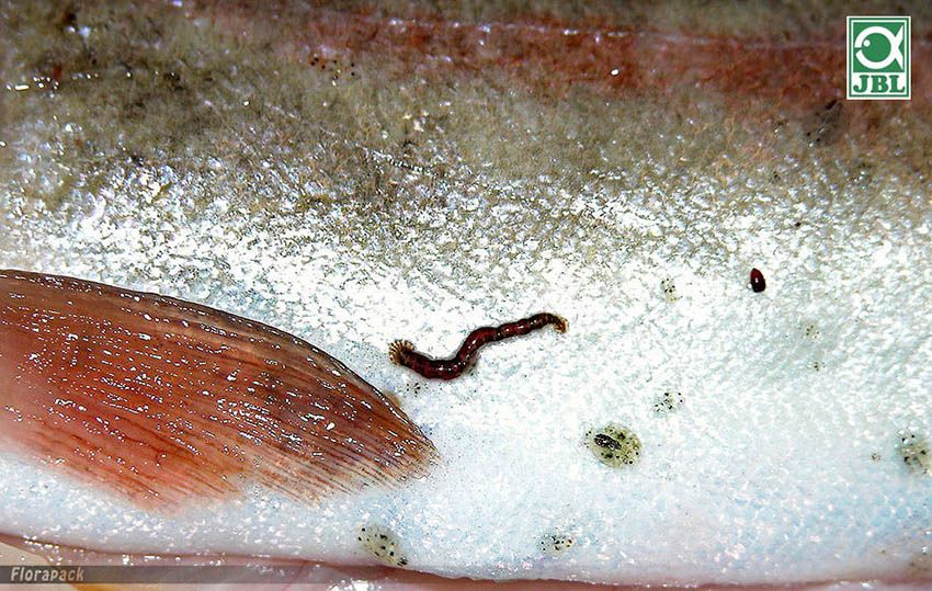 miért vannak halak férgek férgek, mint az emberek kromoszómáinak levezetése