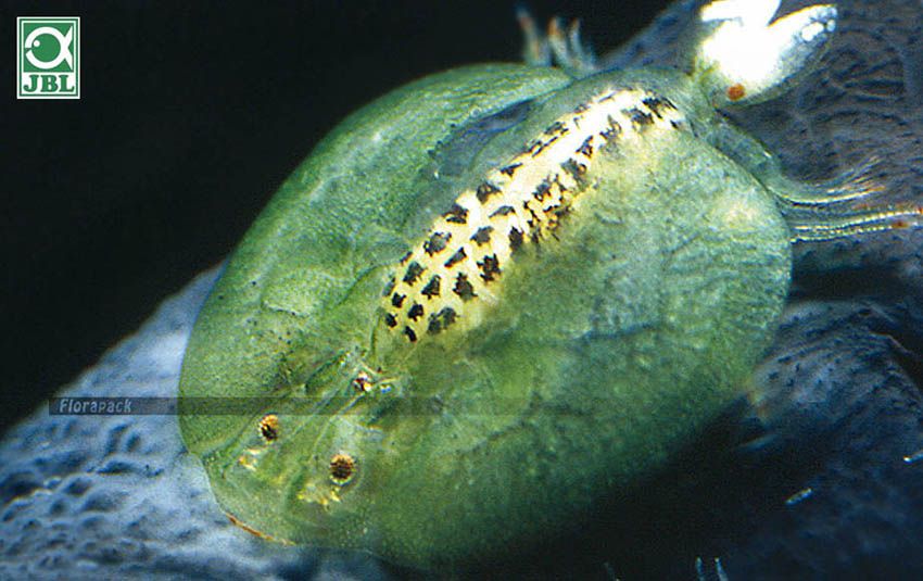 Akvárium karbantartás: paraziták az akváriumban