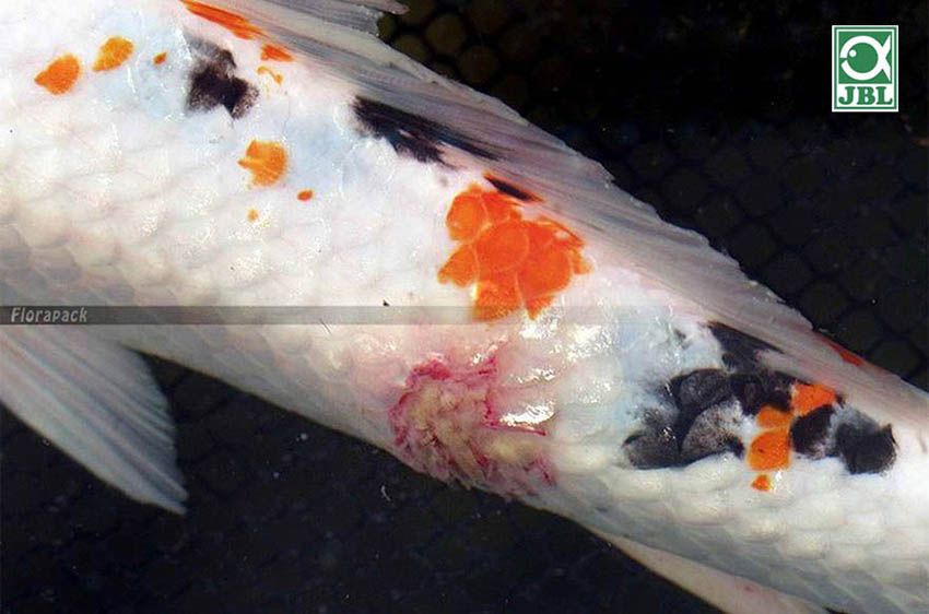 halak kezelése férgekből a tóban béltisztító paraziták gyógyszer